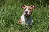 AMSTAFF ADULT 430